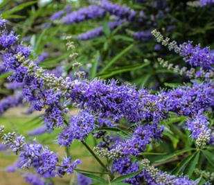 Vitex